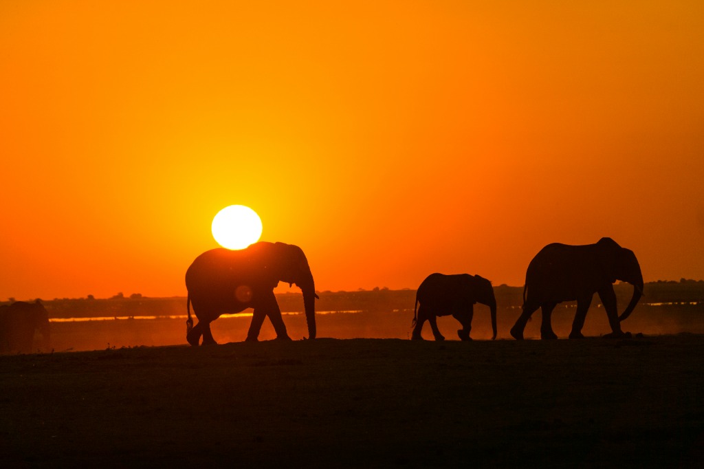 Elephants at Sunset